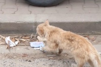 The Purr-fect Food Assistant: Street Cat on a Mission!