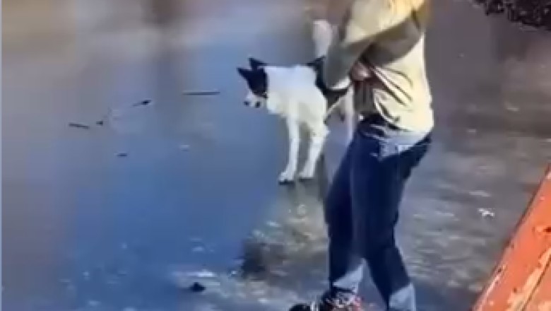 Paw-sitively Hilarious: Dogs Being Goofy!