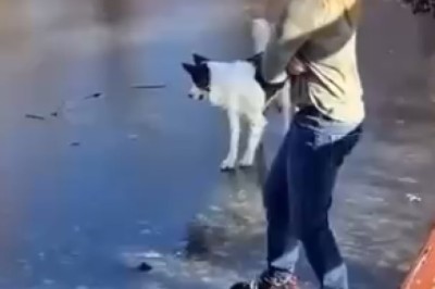 Paw-sitively Hilarious: Dogs Being Goofy!