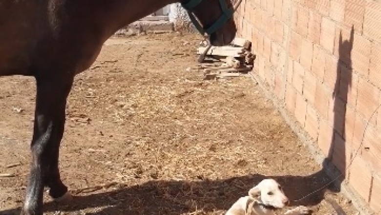 Desert Adventures: When a Horse and Dog Team Up for Hilariously Epic Shenanigans!