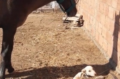 Desert Adventures: When a Horse and Dog Team Up for Hilariously Epic Shenanigans!