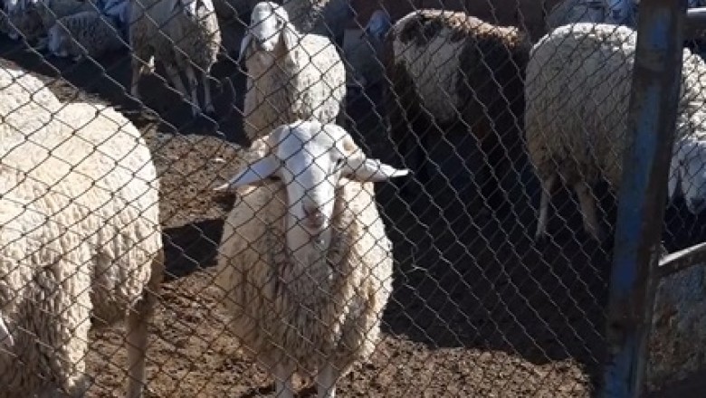 Eid al-Adha Shenanigans: When Sheep Get in on the Fun!