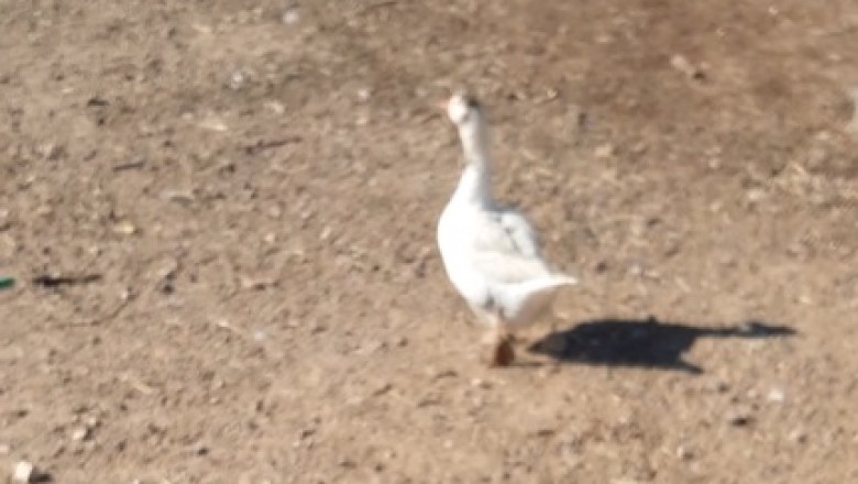 Goose on the Loose: The Wildest Running Fowl You'll Ever See!