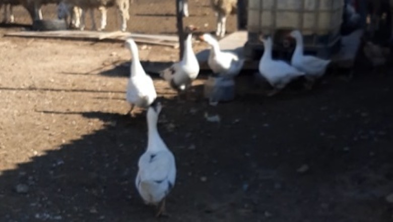 When Sheep and Geese Go Upside Down: The Hilarious Animal Antics You Didn't Know You Needed!