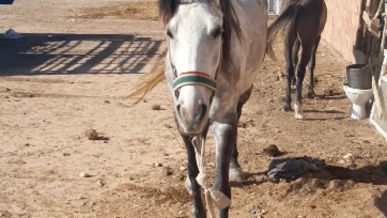 When Your Horse Thinks She's a Supermodel: Hilarious Moments with the Most Graceful Mare!
