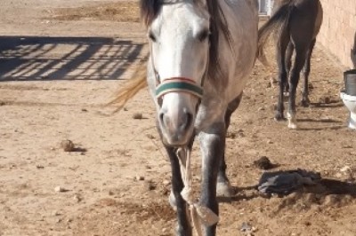 When Your Horse Thinks She's a Supermodel: Hilarious Moments with the Most Graceful Mare!