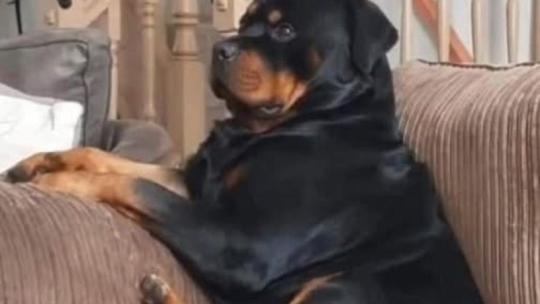 Why Letting Your Dog on the Couch Can Transform Your Life (And Their Happiness!)