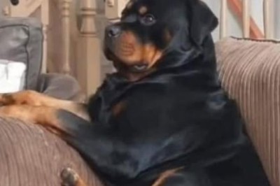 Why Letting Your Dog on the Couch Can Transform Your Life (And Their Happiness!)