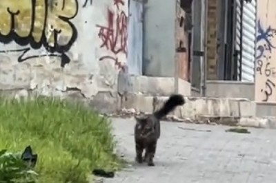 Cats in Carts: The Purr-fect Adventures of Feline Car Enthusiasts! πΎπ