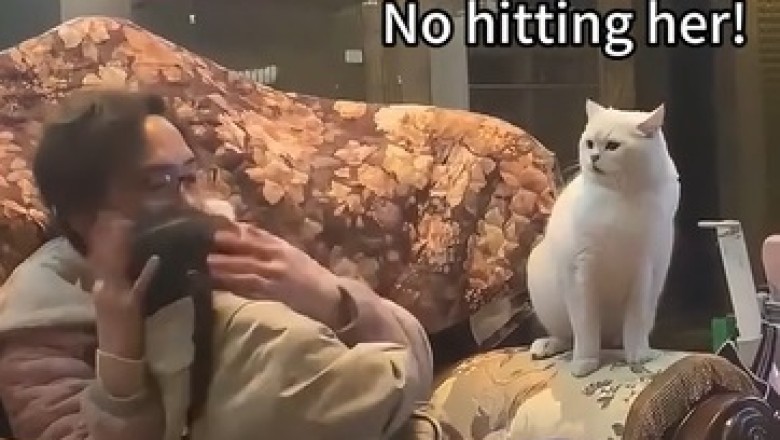 Cuddles & Chaos: Cats and Their Tiny Humans!