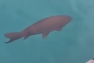 Fish with Attitude: βIβm Here, Whatβs Up?β ππ