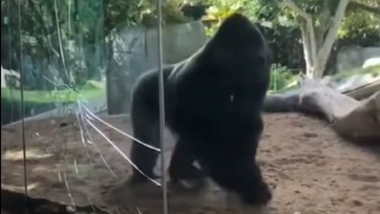 Gorilla Showdown: The Ultimate Primate Smackdown!