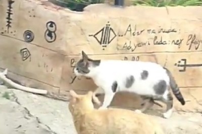 Operation: Catnip β The Secret Life of Planning Cats! π±πβ