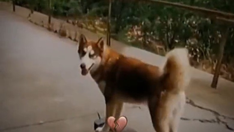 Paw-sitively Hilarious: Dog’s Epic Sidewalk Slip & Slide! 🐶😂