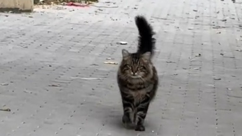 Rahda the Fearless: The Cat Who Conquered the World (or At Least the Living Room)! 🐾😂
