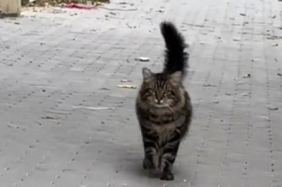 Rahda the Fearless: The Cat Who Conquered the World (or At Least the Living Room)! πΎπ