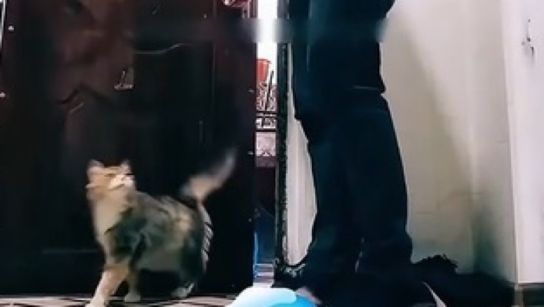 When Your Cat Demands Entry: The Hilarious Door Dilemma