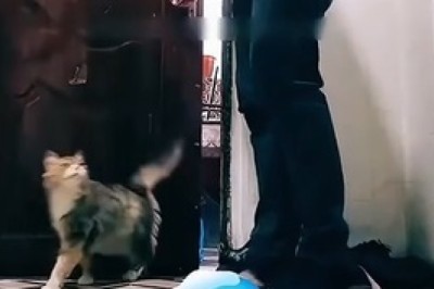 When Your Cat Demands Entry: The Hilarious Door Dilemma