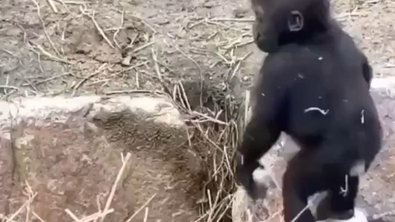 Adorable Baby Gorilla Takes the Plunge: Swim Training Cutness Overload!