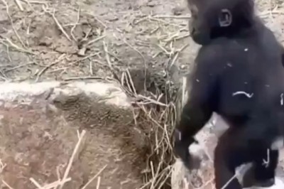 Adorable Baby Gorilla Takes the Plunge: Swim Training Cutness Overload!