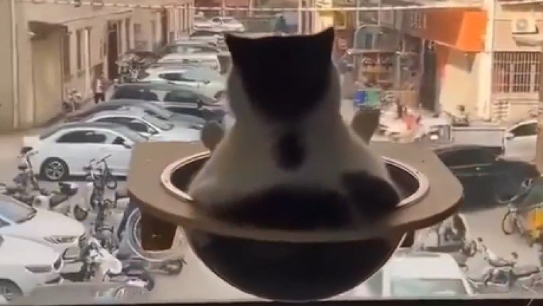 Balcony Cat Chronicles: The Ultimate Rooftop Adventure!