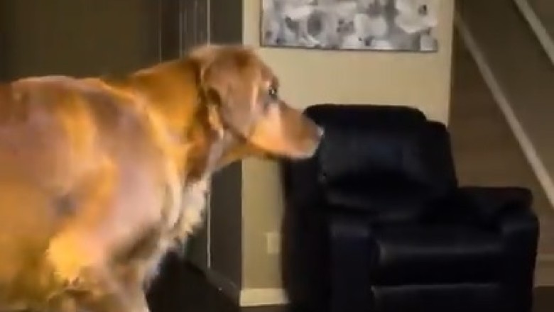 Can Dogs Handle Scary Movies? Watch This Pup’s Hilarious Reactions!