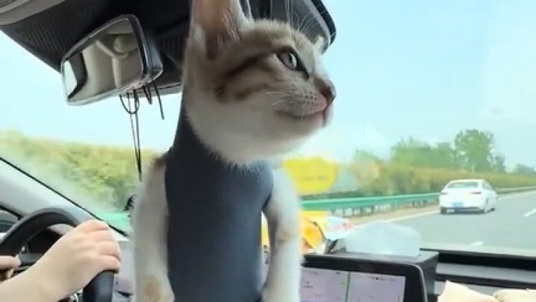 Car Cat-astrophe: The Feline That Just Can't Let Go!