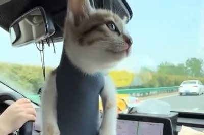 Car Cat-astrophe: The Feline That Just Can't Let Go!