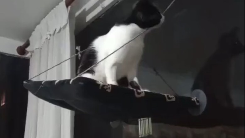 Cat vs. Rope: The Epic Feline Showdown You Won't Believe!