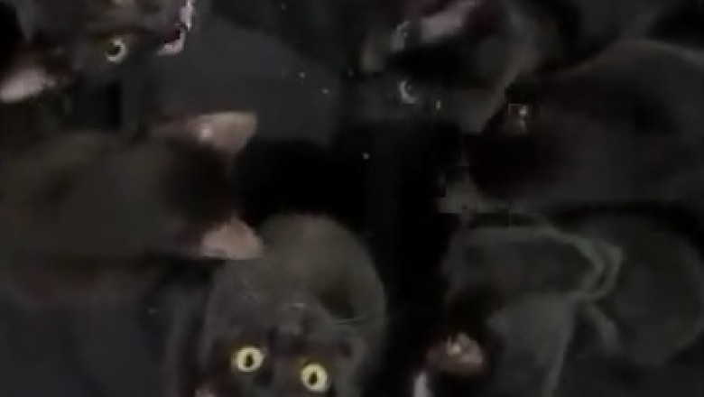 Cats vs. Darkness: Hilarious Nighttime Shenanigans!