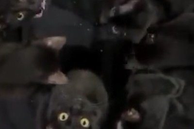 Cats vs. Darkness: Hilarious Nighttime Shenanigans!