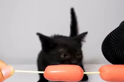 Epic Kitten Munchies: Watch This Furry Foodie Devour Everything!