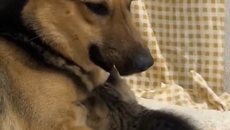 Friendship Goals: Hilarious Kitten and Dog Duo Take on the World!