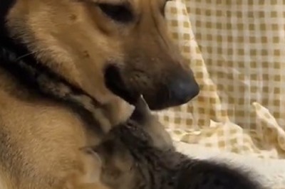 Friendship Goals: Hilarious Kitten and Dog Duo Take on the World!