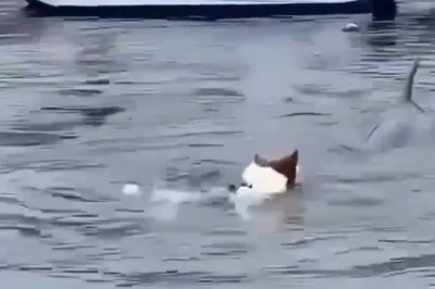 Heroic Rescue: Dog in Distress at Sea!