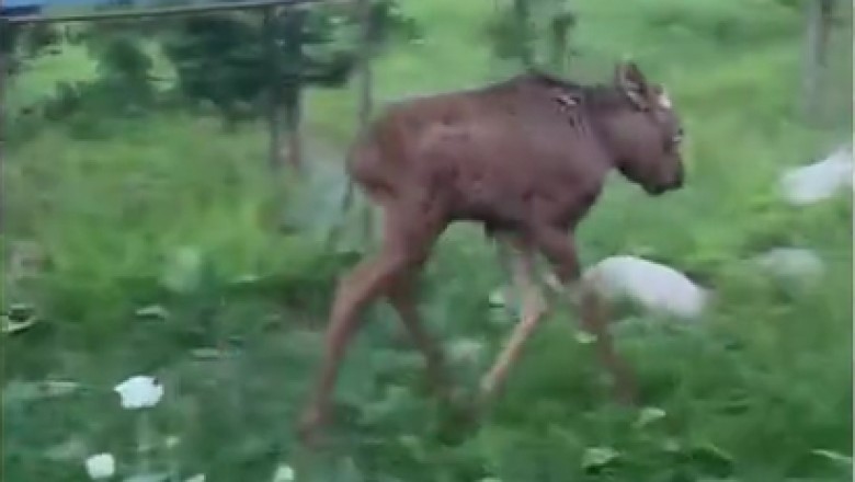 Nature's Brutal Reality: Bear vs. Young Deer Showdown!