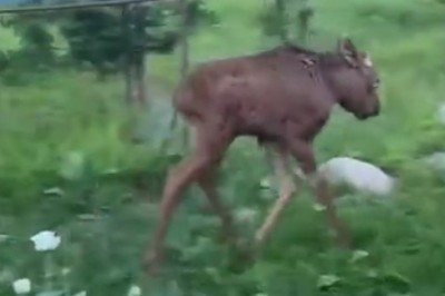 Nature's Brutal Reality: Bear vs. Young Deer Showdown!