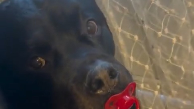 Rottweiler vs. Mites: Watch This Brave Pup Take on a Tiny Challenge!