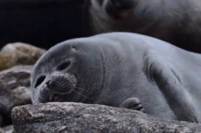 Seal the Deal: Epic Water Antics of a Goofy Seal!