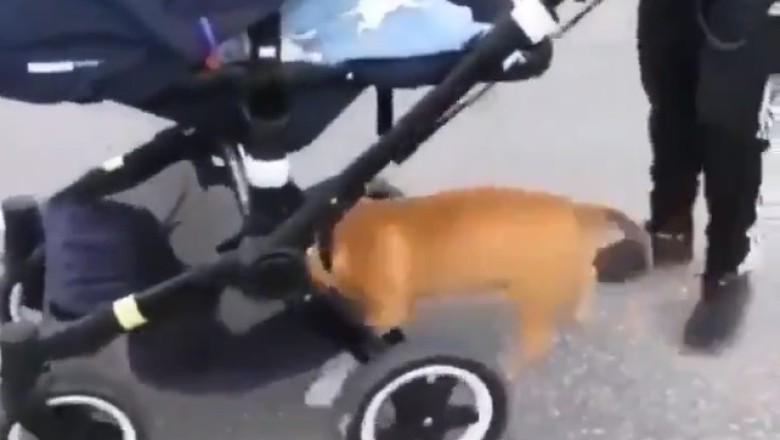 Stroller Heist: Sneaky Dog’s Mission to Steal Snacks!