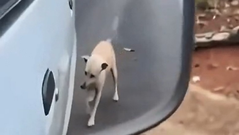 The Cutest Bathroom Break Ever: Watch This Adorable Dog in Action!