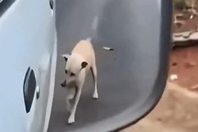 The Cutest Bathroom Break Ever: Watch This Adorable Dog in Action!
