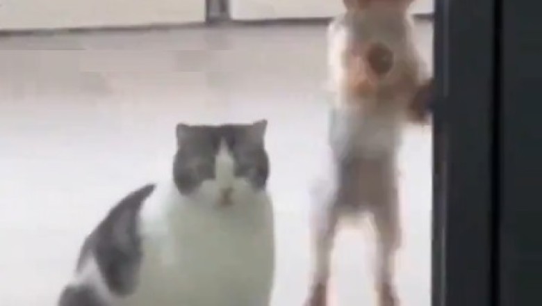 The Epic Welcome Committee: Cat vs. Dog Showdown at the Door!