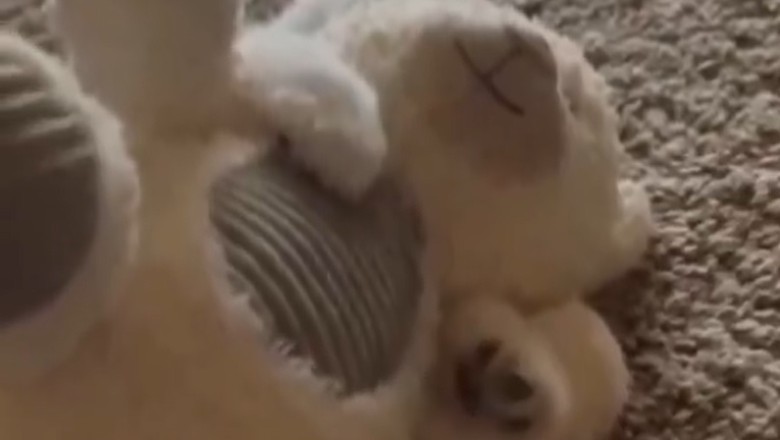 Unlikely Best Friends: The Heartwarming Bond Between a Puppy and Bobby!