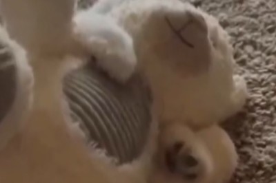 Unlikely Best Friends: The Heartwarming Bond Between a Puppy and Bobby!