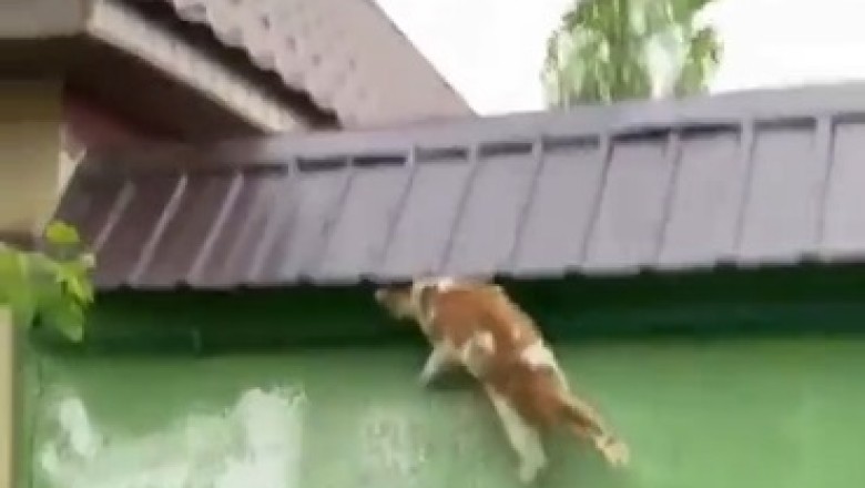 Wall Walker: The Cat That Defies Gravity and Logic!