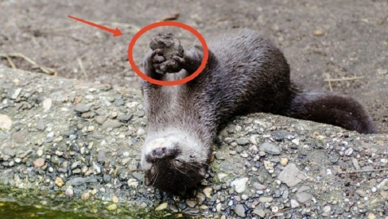 The Surprising Secret Behind Why Otters Carry Their Favorite Stones for Life!