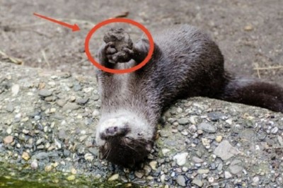 The Surprising Secret Behind Why Otters Carry Their Favorite Stones for Life!
