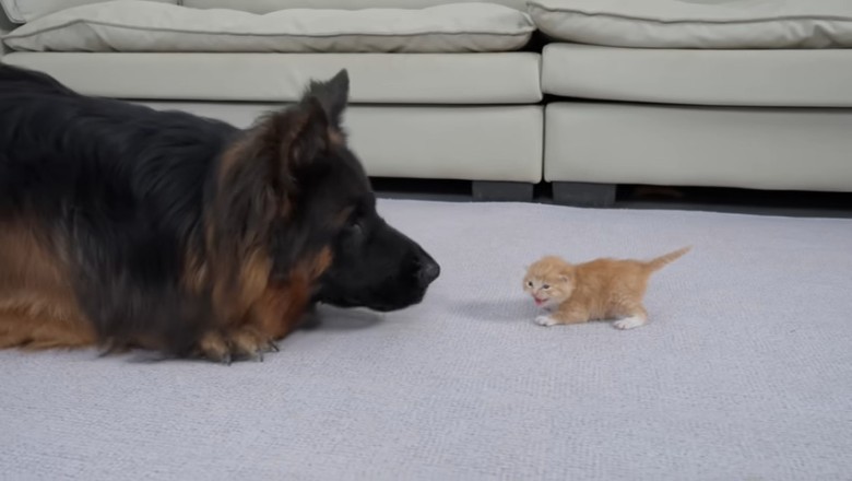 A Heartwarming Bond: German Shepherd Meets an Abandoned Kitten for the First Time!