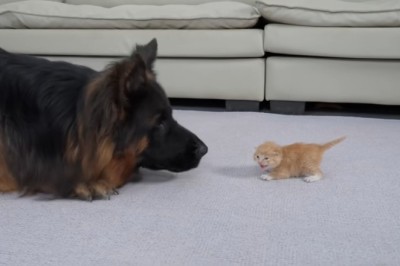 A Heartwarming Bond: German Shepherd Meets an Abandoned Kitten for the First Time!
